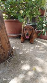 Cuccioli dachsbracke