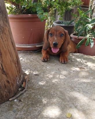 Cuccioli dachsbracke