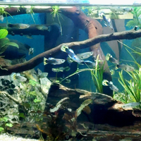 Pesci guppy d'acqua dolce