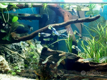 Pesci guppy d'acqua dolce