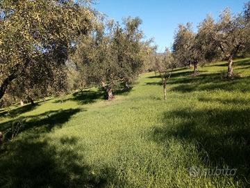 Terreno uliveto