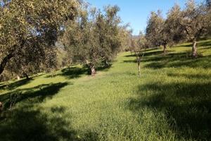 Terreno uliveto