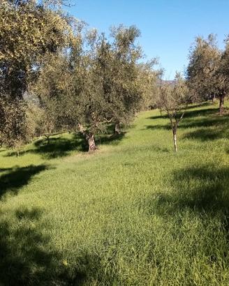 Terreno uliveto