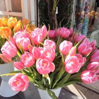 Fascio di tulipani (rosa)