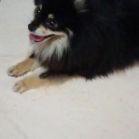 Cane in adozione