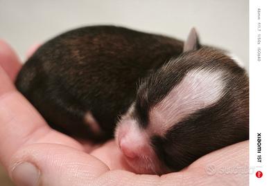 Cuccioli di chihuahua