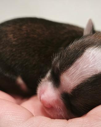 Cuccioli di chihuahua