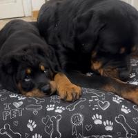 Cucciola rottweiler con pedigree 2 mesi