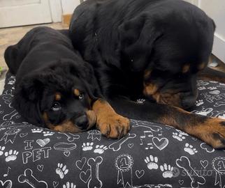 Cucciola rottweiler con pedigree 2 mesi