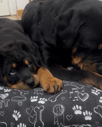 Cucciola rottweiler con pedigree 2 mesi