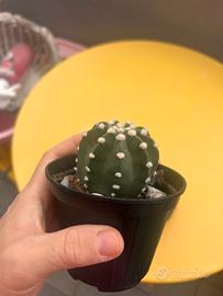 Cactus
