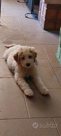 Cuccioli di Lagotto romagnolo da tartufo