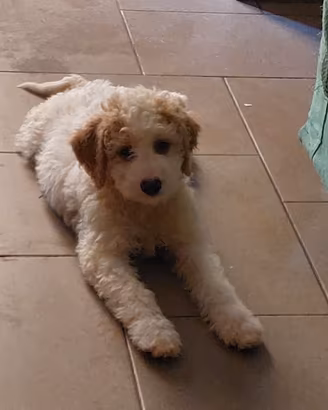 Cuccioli di Lagotto romagnolo da tartufo