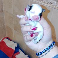 C.u.c.c.i.o.l.a chihuahua