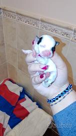 C.u.c.c.i.o.l.a chihuahua