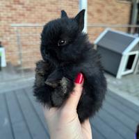 Cuccioli conigli nani e testa di leone