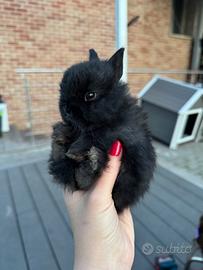 Cuccioli conigli nani e testa di leone