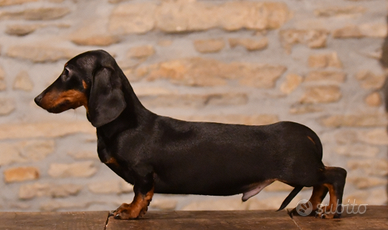 Bassotto nano/kaninchen