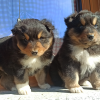 Pastore Australiano - AUSTRALIAN SHEPHERD