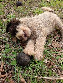 Lagotto
