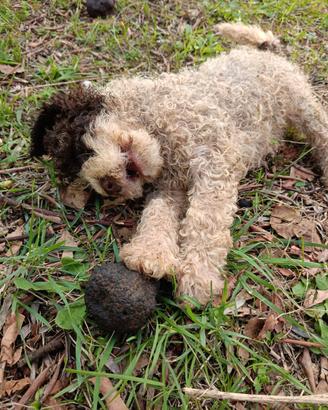 Lagotto