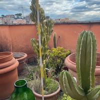 Cactus alieno con vaso terracotta