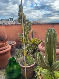 Cactus alieno con vaso terracotta