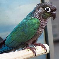 Pyrrhura molinae blu MASCHIO 2023