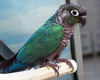 Pyrrhura molinae blu MASCHIO 2023