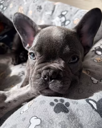 Bulldog Francese cuccioli