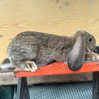 Conigli ariete gigante