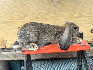 Conigli ariete gigante