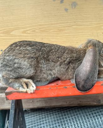 Conigli ariete gigante