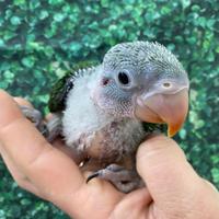 Pappagallo Grande Alessandrino pet