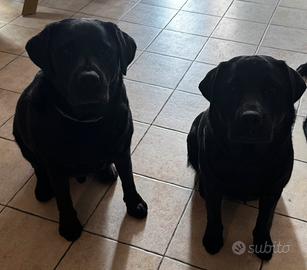 Labrador Nero maschio e femmina