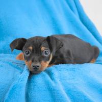 Cucciolo di Pinscher