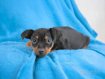 Cucciolo di Pinscher