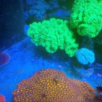 Talea Leptastrea orange and green