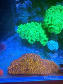 Talea Leptastrea orange and green