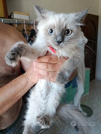 Meravigliosi cuccioli di ragdoll purissimi