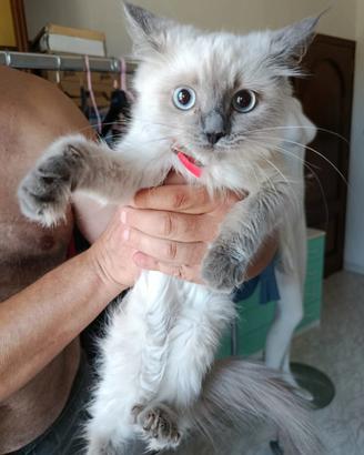 Meravigliosi cuccioli di ragdoll purissimi