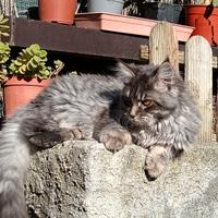Maine coon cucciola stupenda