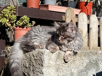 Maine coon cucciola stupenda