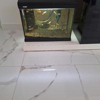 acquario con pesciolini rossi 