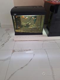 acquario con pesciolini rossi 