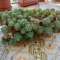 Pianta Sedum con vaso