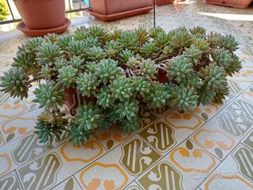 Pianta Sedum con vaso