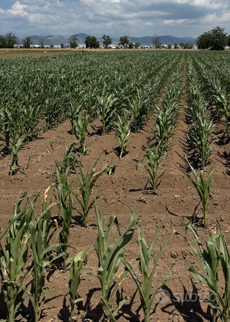 Terreno agricolo - Vista 3