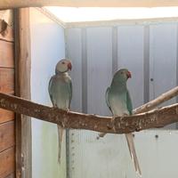 Coppie riproduttive parrocchetti dal collare