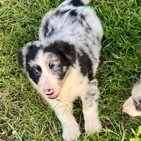 Cuccioli border collie